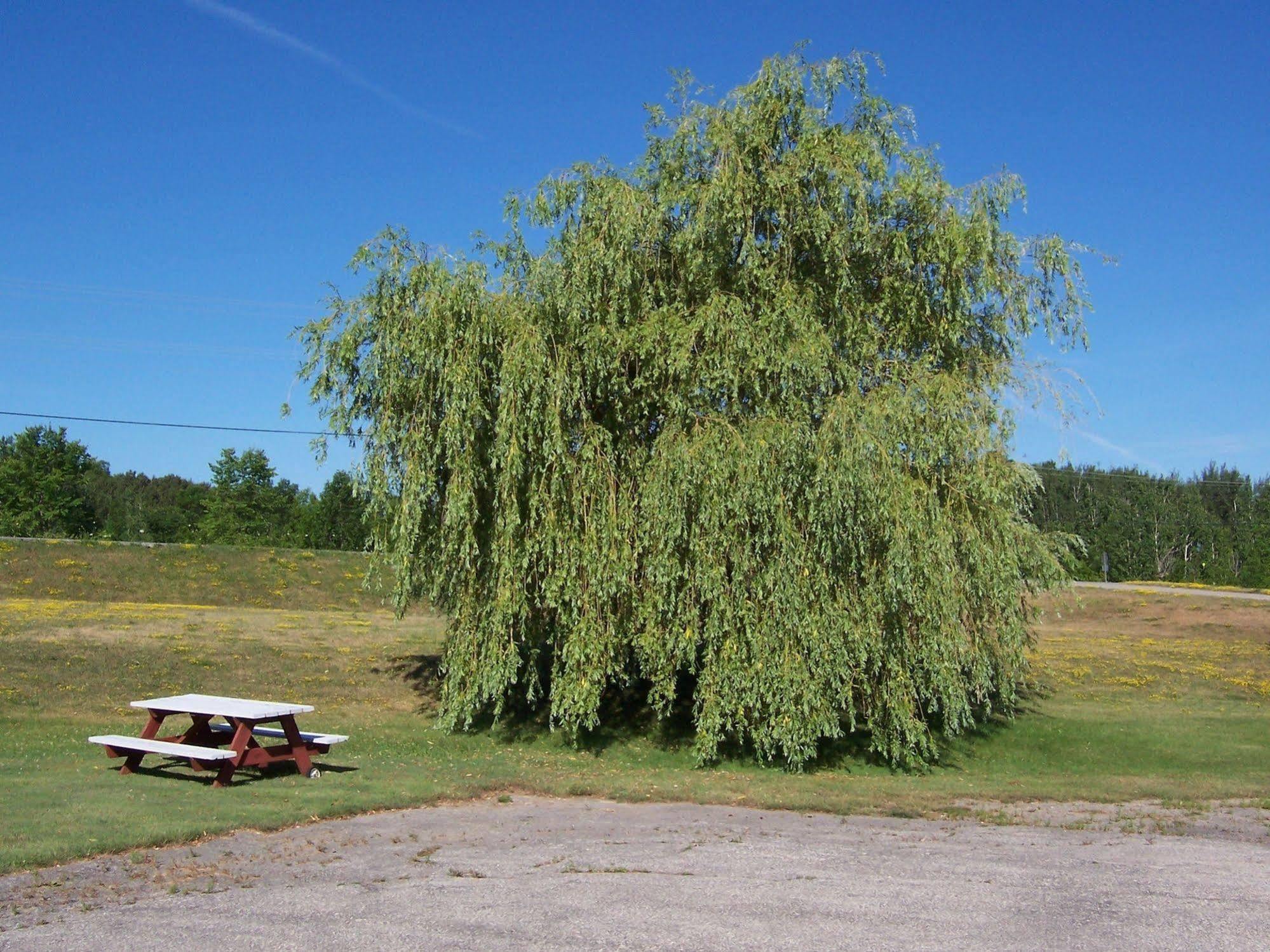 Wayside Motel Manitoulin Manitowaning Bagian luar foto